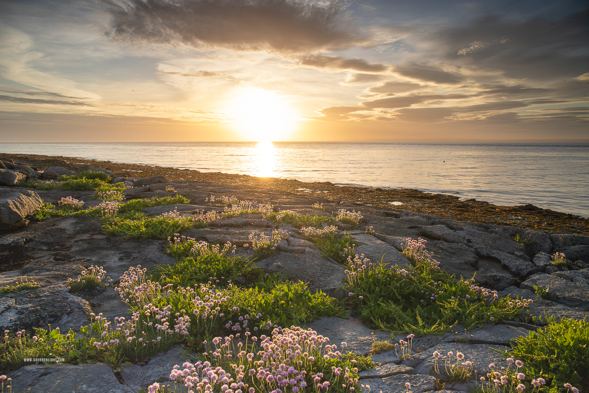 The Flaggy Shore Kinvara Wild Atlantic Way Clare Ireland - coast,flaggy shore,flower,golden,may,spring,sunset,thrift