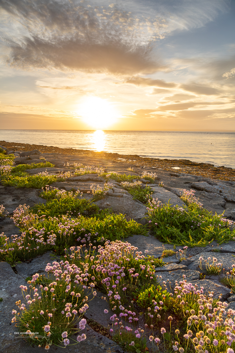 The Flaggy Shore Kinvara Wild Atlantic Way Clare Ireland - coast,flaggy shore,flower,golden,may,spring,sunset,thrift