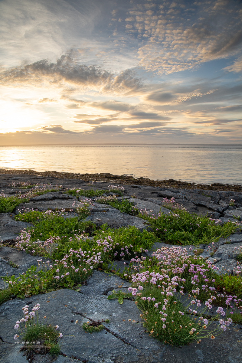 The Flaggy Shore Kinvara Wild Atlantic Way Clare Ireland - coast,flaggy shore,flower,golden,may,spring,sunset,thrift