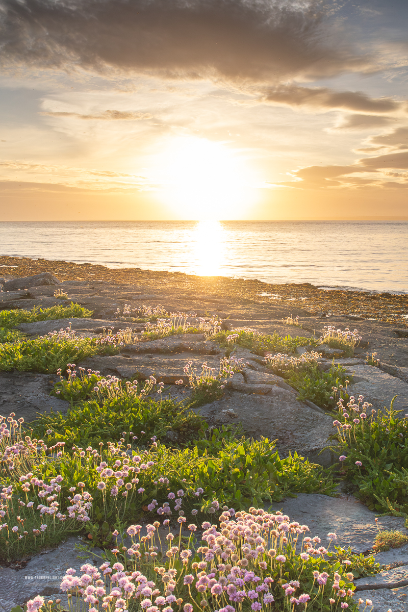 The Flaggy Shore Kinvara Wild Atlantic Way Clare Ireland - coast,flaggy shore,flower,golden,may,pick-coast,spring,sunset,thrift