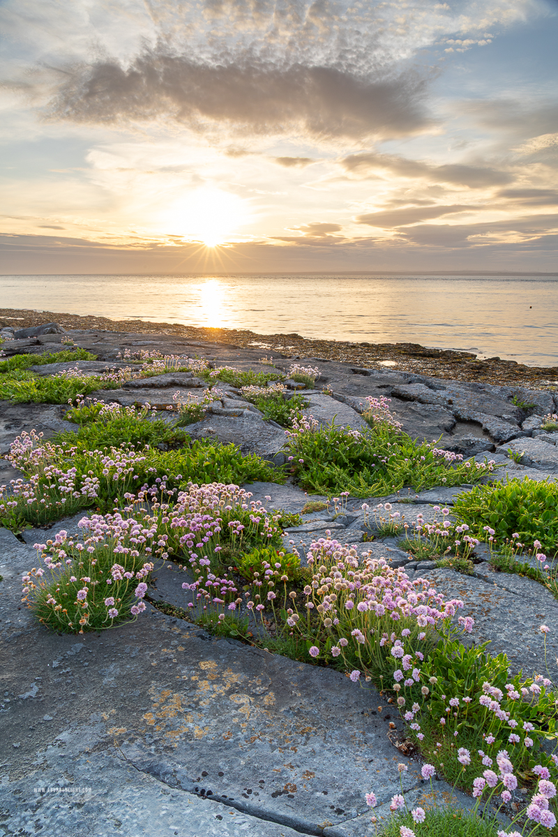 The Flaggy Shore Kinvara Wild Atlantic Way Clare Ireland - coast,flaggy shore,flower,golden,may,spring,sunset,thrift