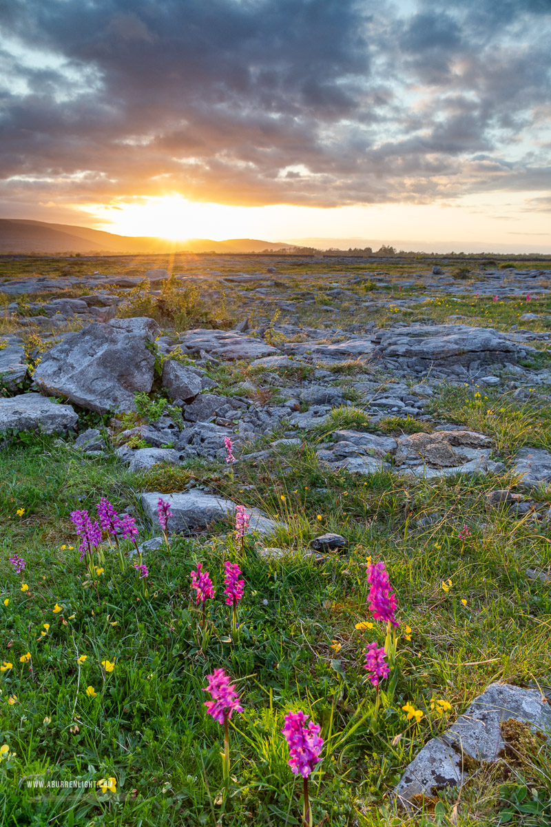 The Burren Clare Ireland - flowers,may,orange,spring,sunrise,sunstar,orchids,golden,lowland