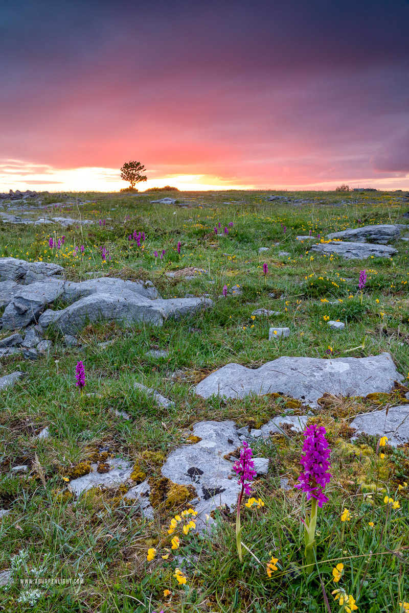 The Burren Clare Ireland - flowers,may,spring,twilight,orchids,lowland,red