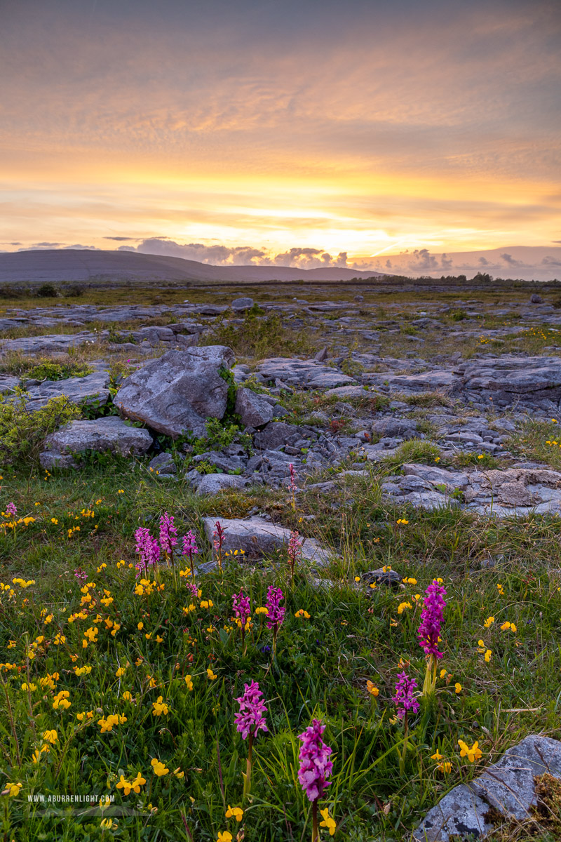 The Burren Clare Ireland - flowers,may,orchids,spring,sunset,lowland,golden