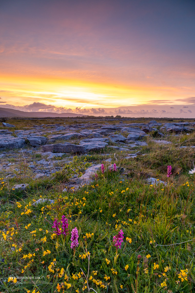 The Burren Clare Ireland - flowers,may,orchids,spring,sunset,lowland,golden