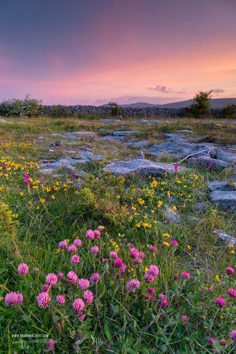 The Burren Clare Ireland - flowers,may,honeysuckle,spring,sunset,lowland,golden