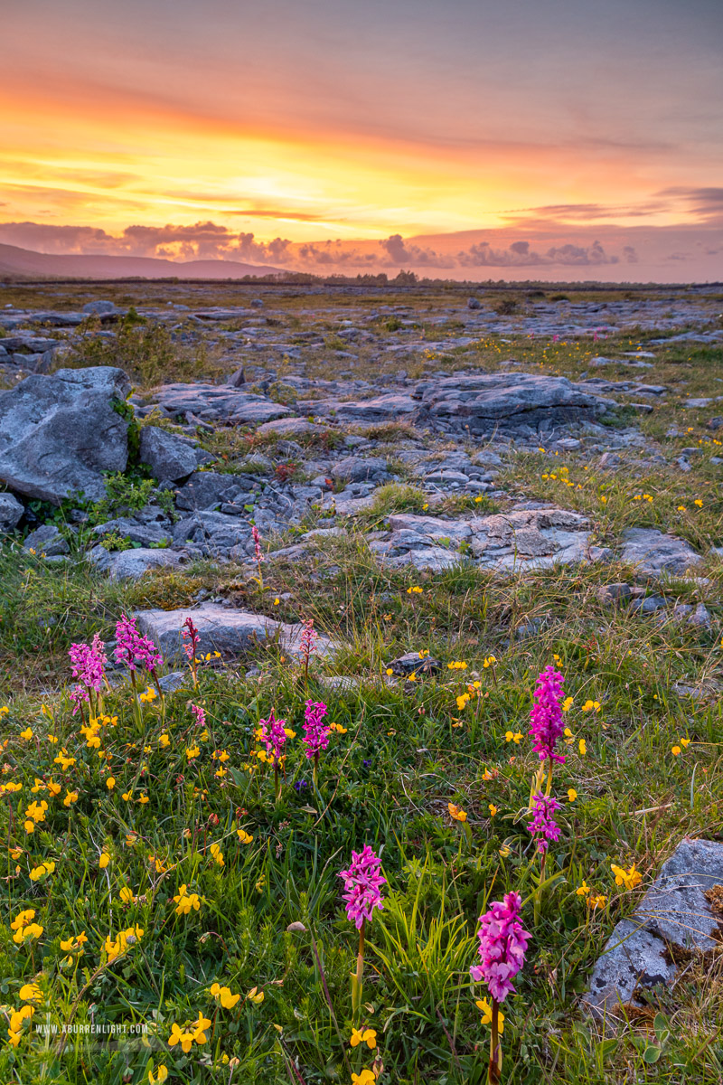 The Burren Clare Ireland - afterburn,dusk,flowers,may,orchids,spring,sunset,golden,lowland