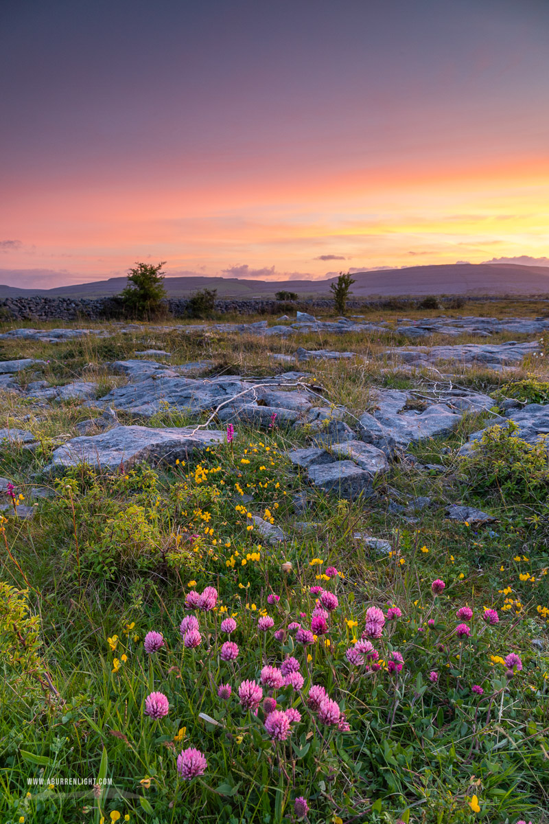 The Burren Clare Ireland - afterburn,dusk,flowers,long exposure,may,spring,sunset,portfolio,honeysuckle,lowland