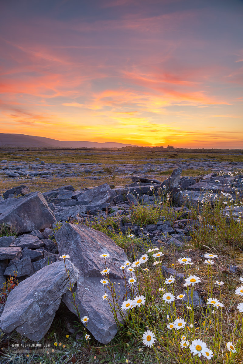 The Burren Clare Ireland - daisies,dusk,flowers,may,spring,sunset,lowland,orange