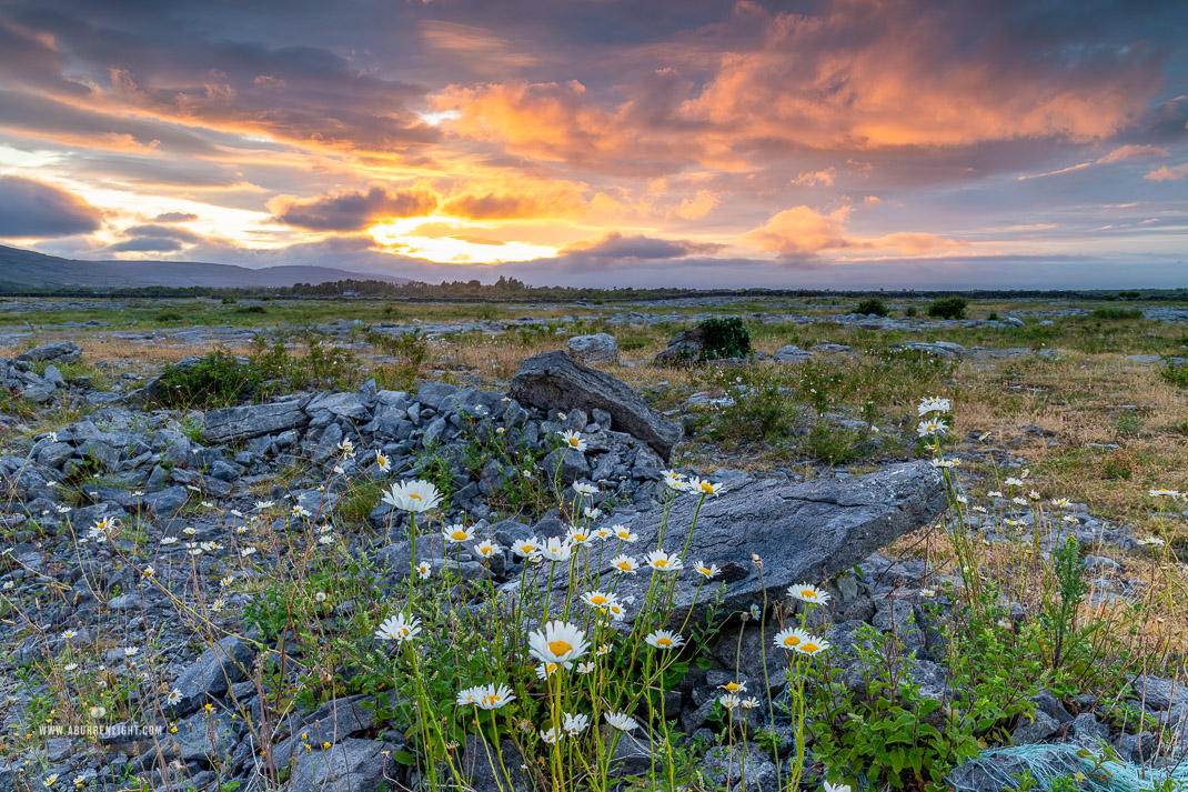 The Burren Clare Ireland - daisies,flowers,june,lowland,spring,sunset