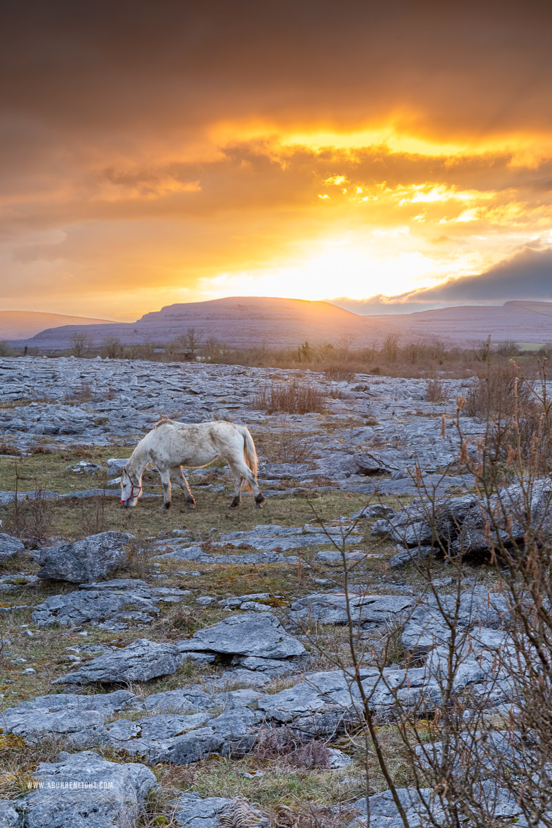 The Burren Clare Ireland - april,horse,lowlands,orange,spring,sunset,lowland,animals,golden