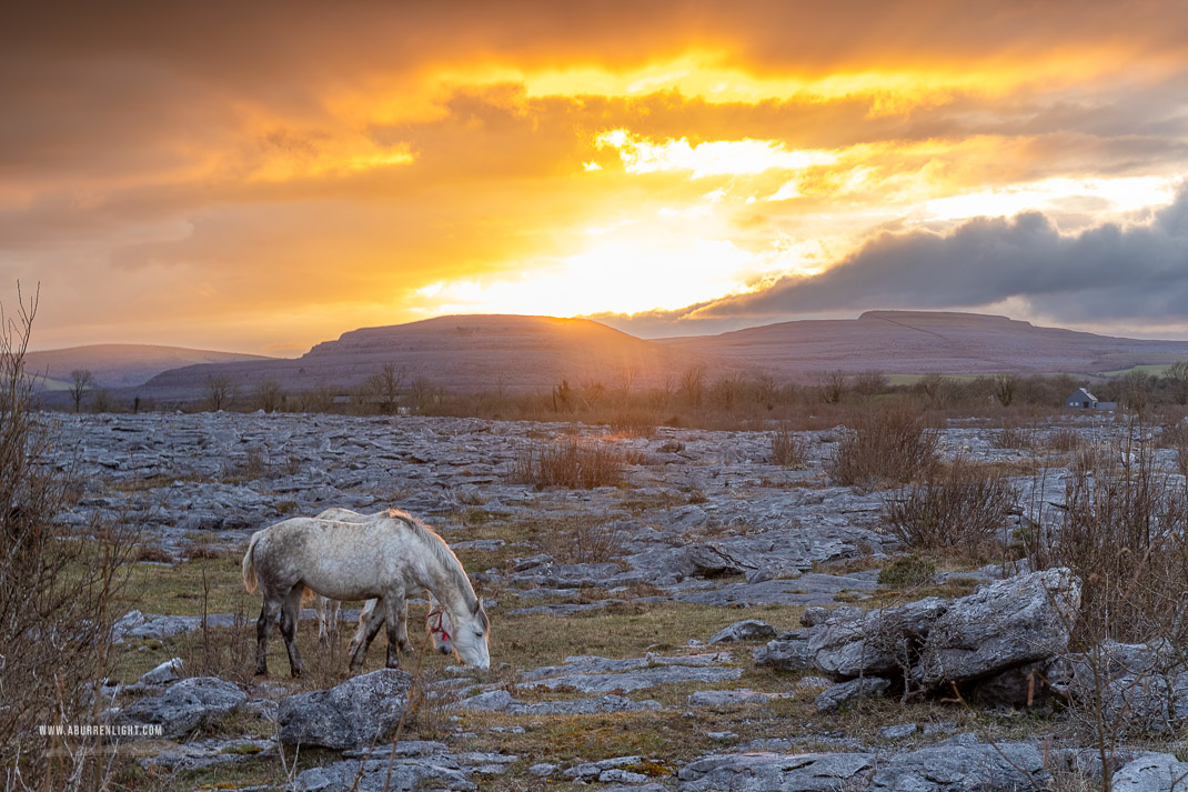 The Burren Clare Ireland - april,horse,lowlands,orange,spring,sunset,lowland,animals,golden