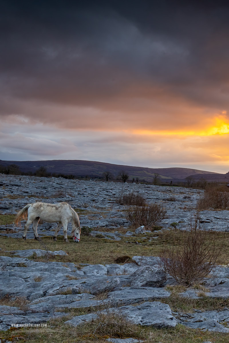 The Burren Clare Ireland - april,horse,lowlands,orange,spring,sunset,lowland,animals,golden