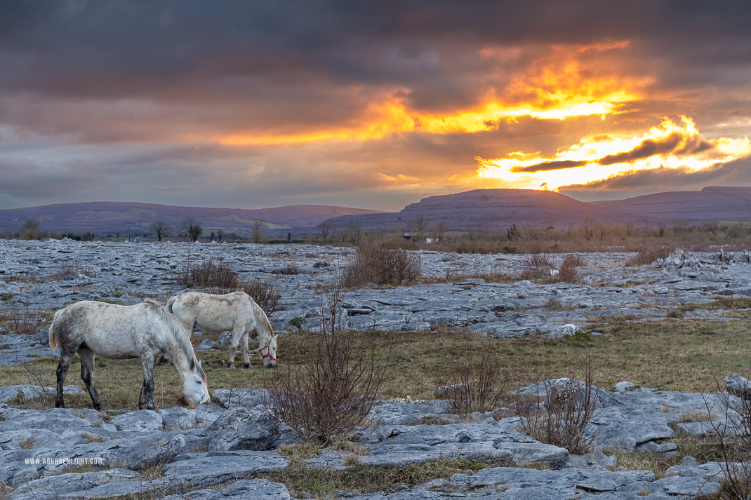 The Burren Clare Ireland - april,horse,lowlands,orange,spring,sunset,lowland,animals,golden