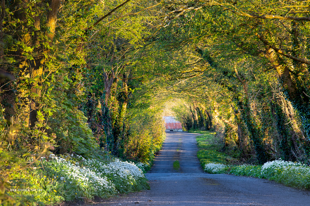 Boston Clare Ireland - april,rockvale,boston,flowers,garlic,lane,lowland,spring,trees