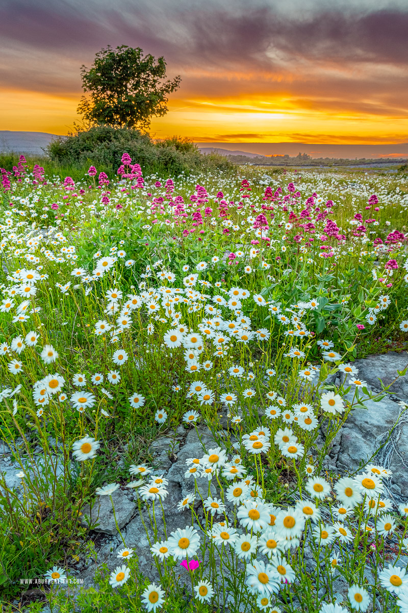 The Burren Clare Ireland - daisies,flowers,june,lowland,orange,spring,sunset,valerian