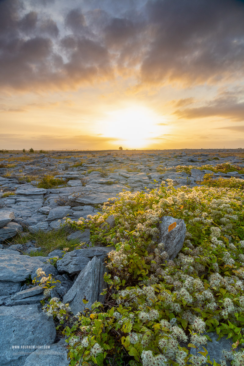 The Burren Clare Ireland - august,flower,golden,lowland,summer,sunrise