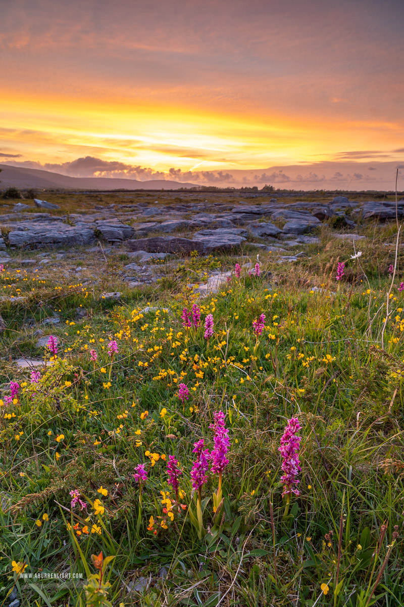 The Burren Clare Ireland - flower,may,orchid,spring,dusk,lowland