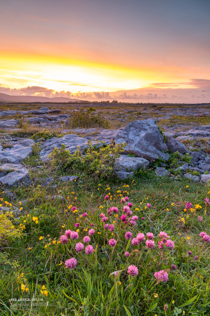 The Burren Clare Ireland - flower,may,spring,dusk,lowland