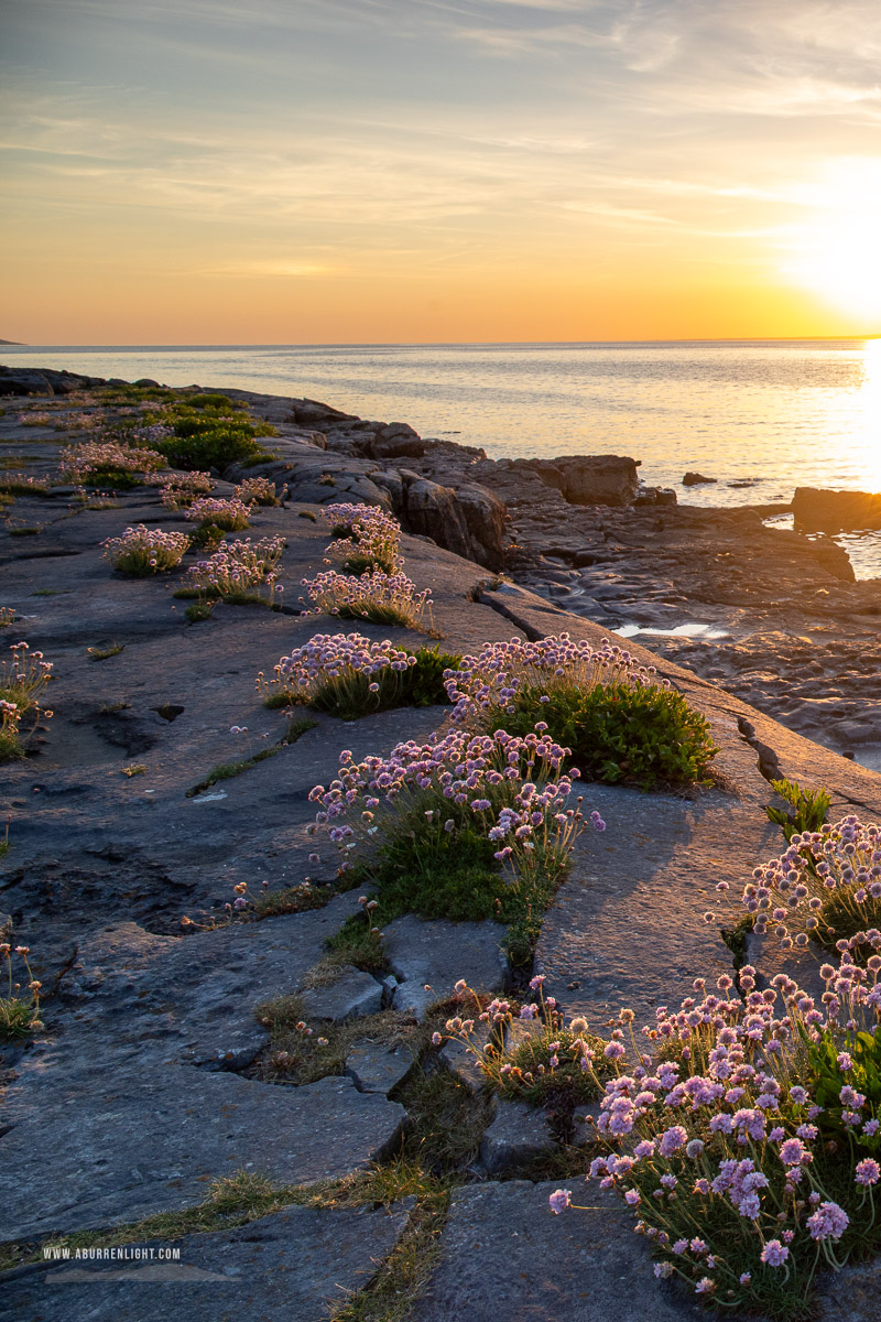 The Flaggy Shore Kinvara Wild Atlantic Way Clare Ireland - coast,flaggy shore,flowers,golden,may,sea thrift,spring,sunset