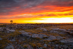 autumn,lone tree,lowlands,red,september,sunrise,twilight,walls