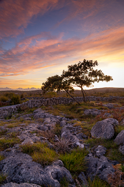 autumn,avalla,dusk,lone tree,park,pink,september,sunset,walls