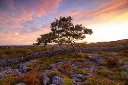 autumn,avalla,dusk,lone tree,park,pink,september,sunset,walls
