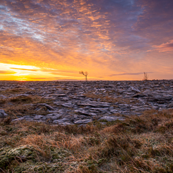frost,january,lone tree,lowlands,square,sunrise,winter