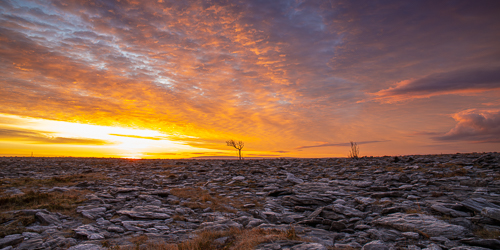 frost,january,lone tree,lowlands,panorama,sunrise,winter