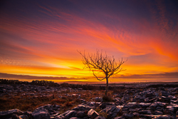 autumn,december,lone tree,lowlands,pink,twilight,walls,portfolio,limited,pick-lowland