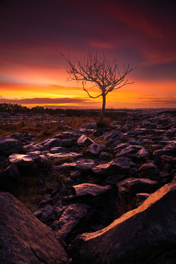 autumn,december,lone tree,lowlands,pick-lowland,orange,portfolio,twilight,walls,monthly-pick