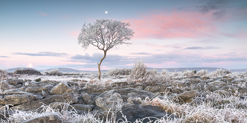 autumn,december,frost,lone tree,moon,twilight,lowlands