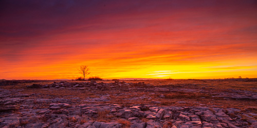 dawn,lone tree,lowlands,march,panorama,red,twilight,winter