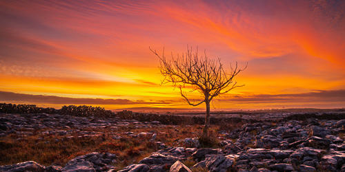 autumn,december,lone tree,lowlands,panorama,pink,twilight,walls
