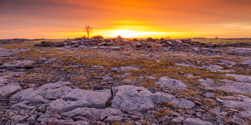 lone tree,march,orange,panorama,twilight,winter,lowlands,orange,golden