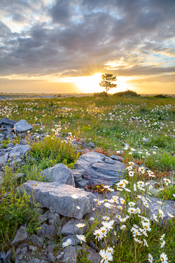 flower,june,lone tree,spring,sunrise,lowland,limited,portfolio,golden,sunstar