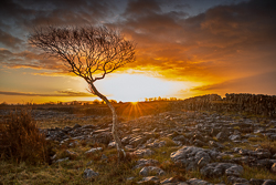 january,lone tree,pick-lowland,portfolio,sunrise,sunstar,winter