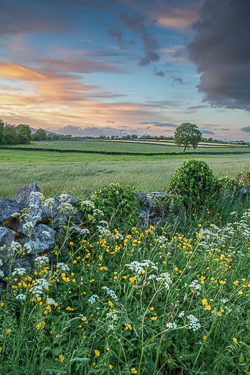 golden,lone tree,lowlands,may,spring,sunset