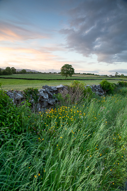 golden,lone tree,lowlands,may,spring,sunset