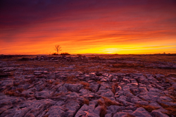 dawn,lone tree,lowlands,march,red,twilight,winter