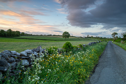 boreen,golden,lone tree,lowlands,may,pick-lowland,spring,sunset