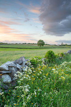 golden,lone tree,lowlands,may,spring,sunset