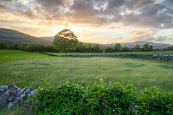 golden,lone tree,lowlands,may,spring,sunset,pick-lowland