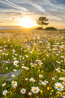 Lone tree surrounded by thousands of daisies beneath a glowing sunrise