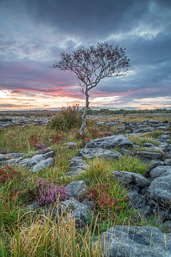 A windswept tree stands above heather and limestone pavement under a softly coloured evening sky in the Burren.