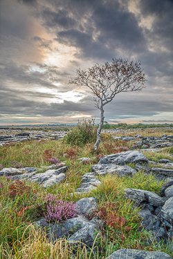 A lone tree stands amid summer heather, grasses and weathered limestone beneath a brooding cloud-filled sky in the Burren.