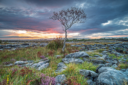 Solitary tree on summer limestone pavement beneath a pastel sunset sky in the Burren