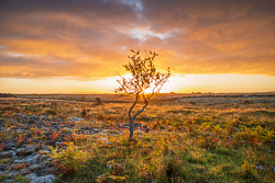 Lone tree backlit by a fiery sunrise over limestone pavement in the Burren, County Clare.