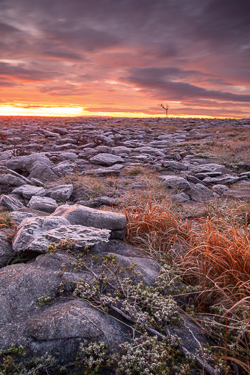Lone tree on the horizon beyond fractured Burren limestone beneath a fiery dawn sky in County Clare.