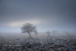 A Burren Lone Tree Clare Ireland - lone tree,lowlands,march,mist,winter